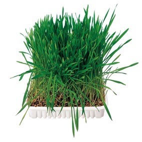 Nager-Gras - 100 g