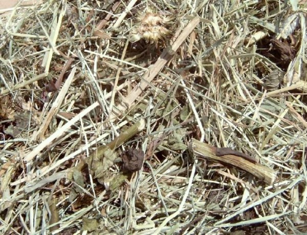 Echinacea Heu von der Sommerheide - 500 g