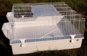 Cavia Maxi